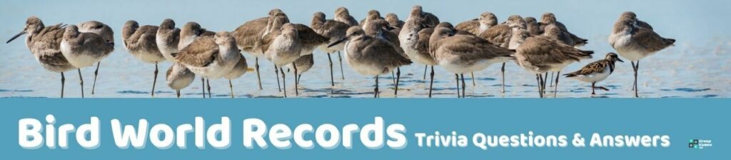 Bird World Records Trivia Image