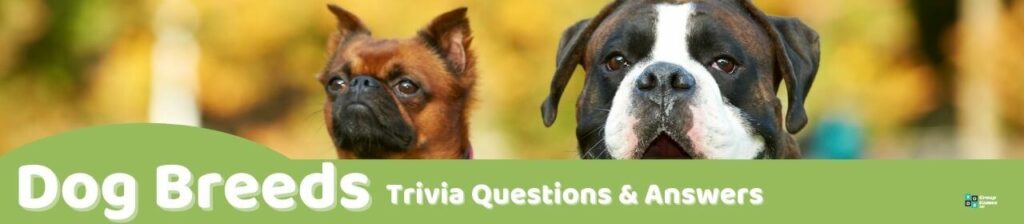 Dog Breeds Trivia Image