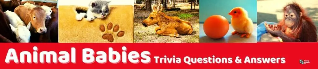 Animal Babies Trivia Image