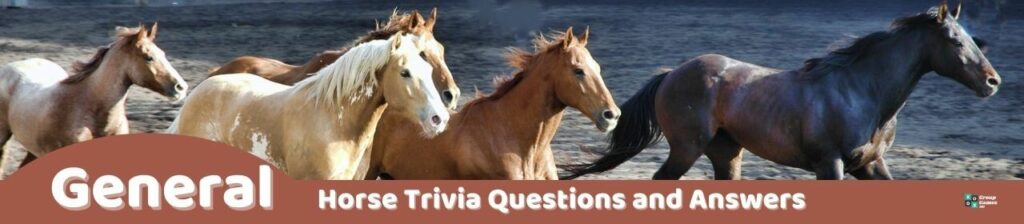 General Horse Trivia