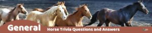 29 Horse Trivia Questions (and Answers) | Group Games 101