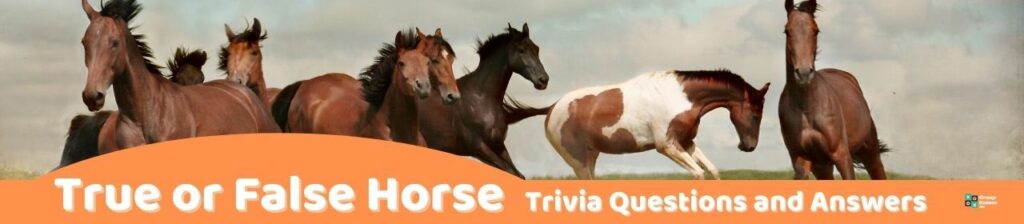 True or False Horse Trivia Image