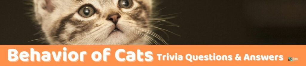 Behavior of Cats Trivia Image