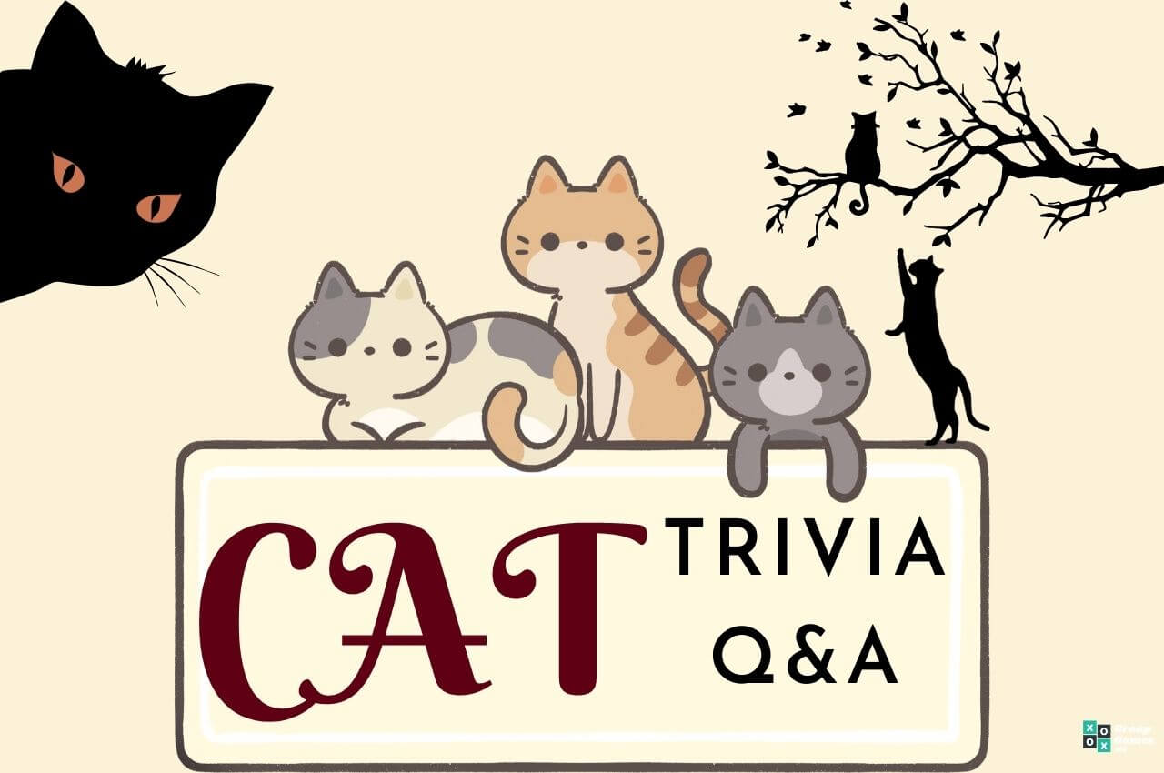 Cat trivia questions Image