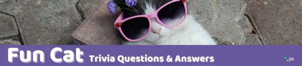Fun Cat Trivia Image