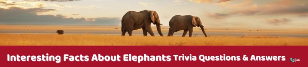 Interesting Facts About Elephants Image