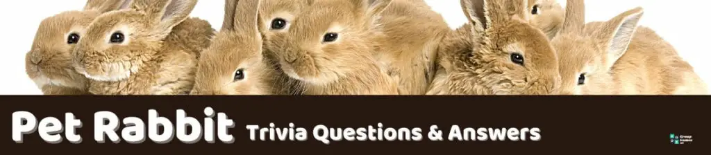 Pet Rabbit Trivia Image
