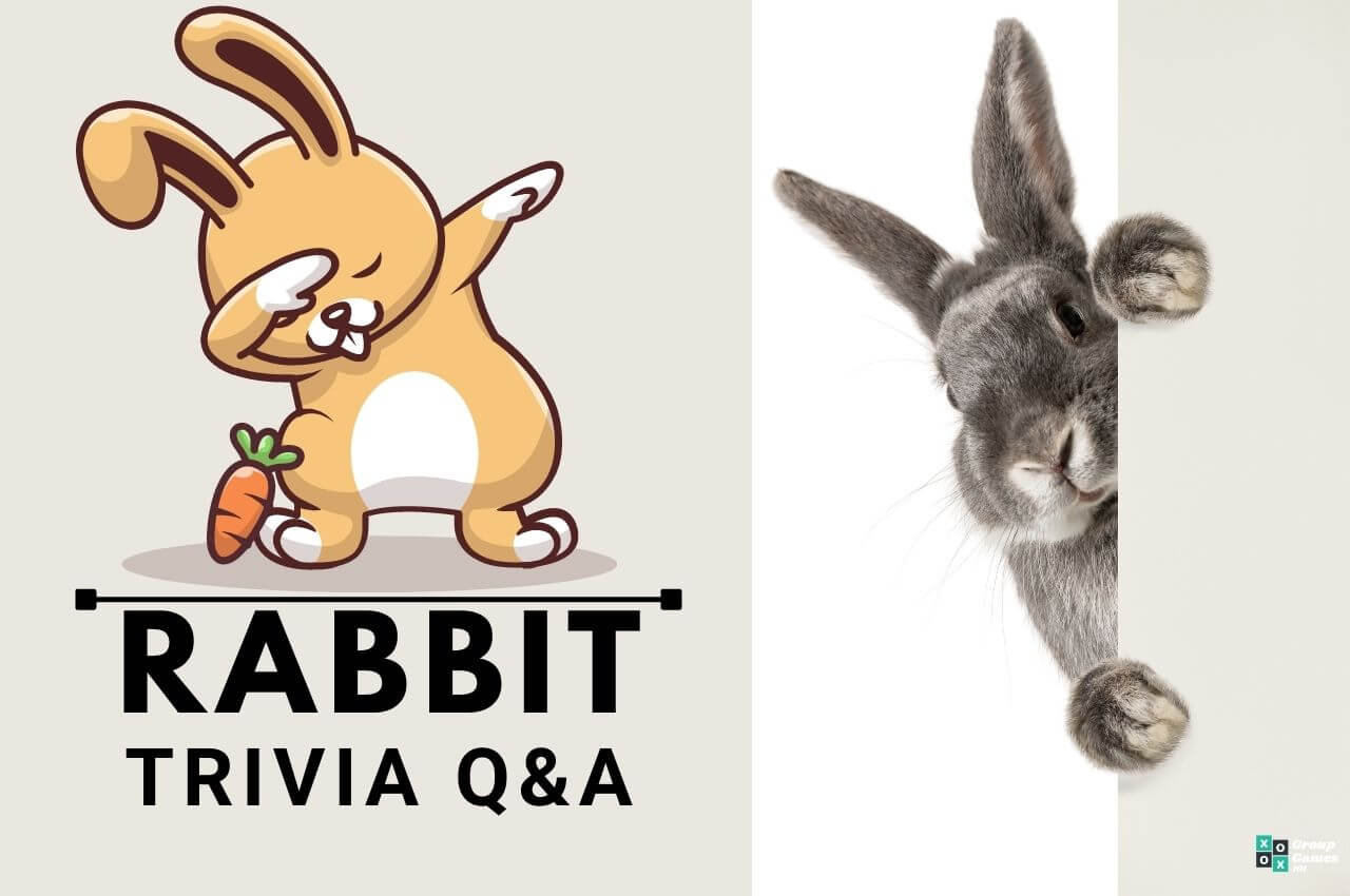 Rabbit trivia Image