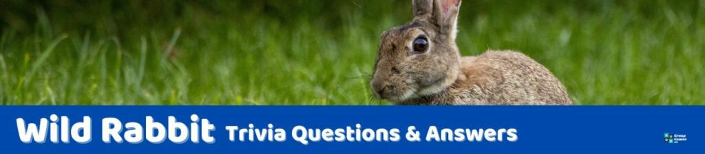 Wild Rabbit Trivia Image