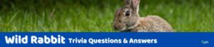 35 Rabbit Trivia Questions (and Answers) | Group Games 101