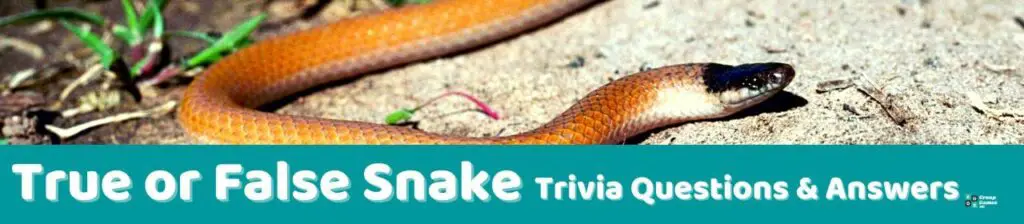 True or False Snake Image