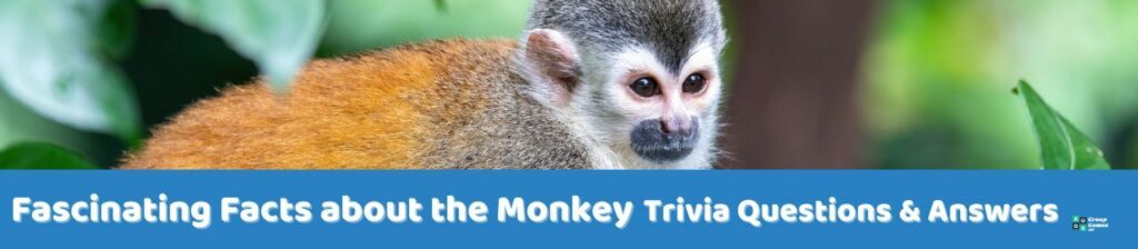 Fascinating Facts about the Monkey Image
