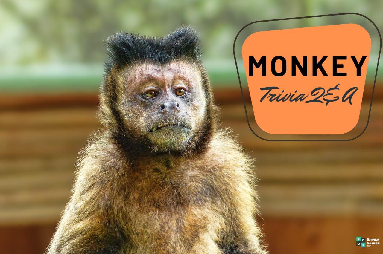 Monkey trivia Image