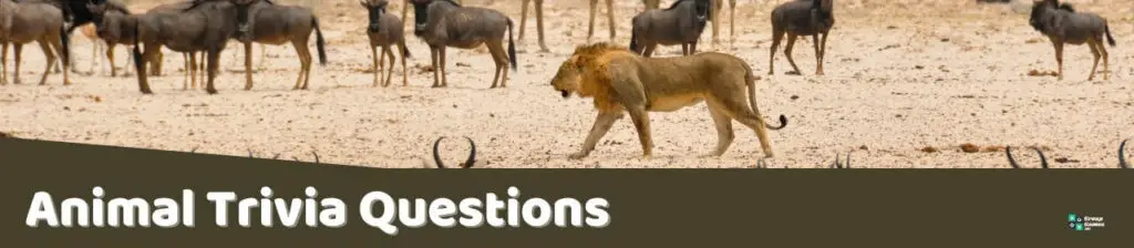Animal Trivia Questions